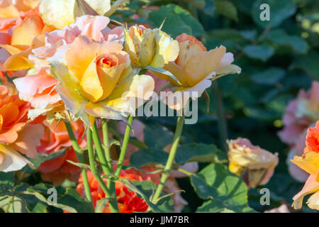 Flores del Parque de las Rosas en Los Angeles california, captadas bajo el fuerte calor de una tarde de verano, sus delicados petalos resisten al sol Stock Photo