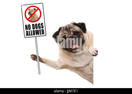 smiling pug puppy dog holding up prohibitory no dogs allowed sign, isolated on white background Stock Photo