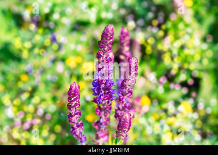 Blossoming Sage - bright summer blur Stock Photo