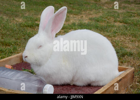 White Flemish Giant Rabbit resting on hot summer day with frozen bottle of water for heat relief Stock Photo