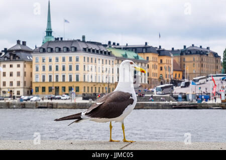 Big seagull in front of the Gamla Stan. Stockholm, Sweden, Scandinavia Stock Photo