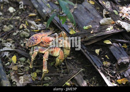 A single robber crab, or coconut crab, on Christmas Island - an Australian territory in the Indian Ocean Stock Photo