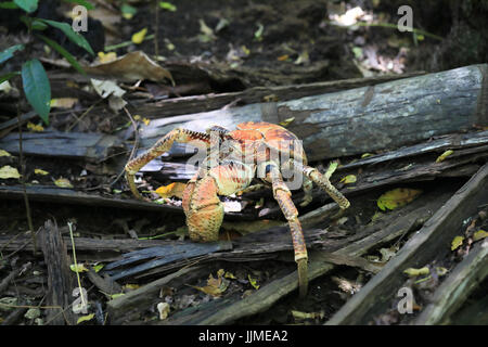 A single robber crab, or coconut crab, on Christmas Island - an Australian territory in the Indian Ocean Stock Photo