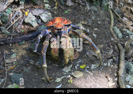 A single robber crab, or coconut crab, on Christmas Island - an Australian territory in the Indian Ocean Stock Photo