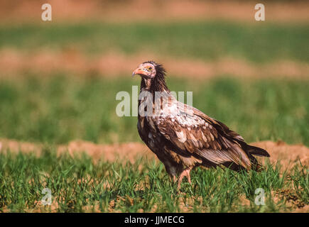 juvenile Egyptian Vulture or White Scavenger vulture, (Neophron percnopterus), Bharatpur, Rajasthan, India Stock Photo