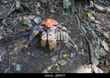 A single robber crab, or coconut crab, on Christmas Island - an Australian territory in the Indian Ocean Stock Photo