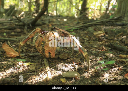 A single robber crab, or coconut crab, on Christmas Island - an Australian territory in the Indian Ocean Stock Photo