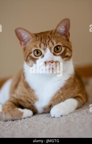 Orange cat looking at camera Stock Photo