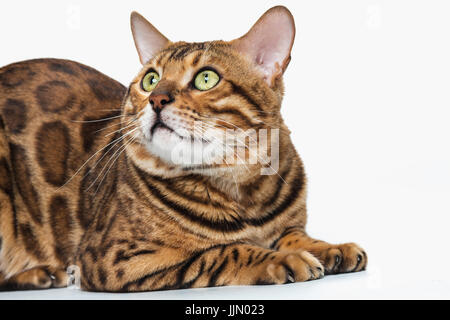 The gold Bengal Cat on white background Stock Photo