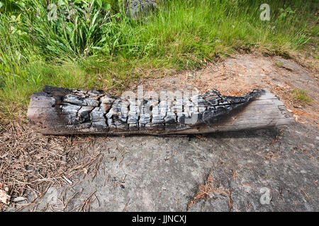 Large piece of timber burnt by fire on natural stone and pine needles surface. Unfocused green grass background. Stock Photo