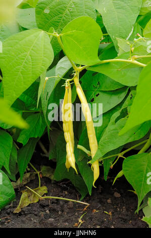 Bush Beans / (Phaseolus vulgaris nanus) | Buschbohnen / (Phaseolus vulgaris var.nanus) / Busch-Bohne, Bohnen, Bohne Stock Photo