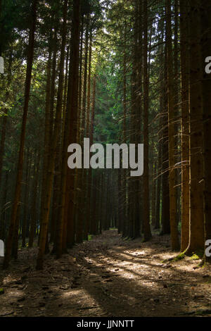 Sunrays Falling Through Trees Stock Photo