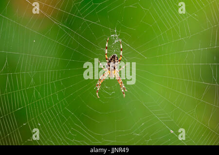 Cross Spider in web, North Rhine-Westphalia, Germany / (Araneus diadematus) / Cross Orbweaver, European Garden Spider | Gartenkreuzspinne im Netz