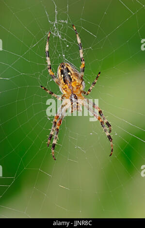 Cross Spider in web, North Rhine-Westphalia, Germany / (Araneus diadematus) / Cross Orbweaver, European Garden Spider | Gartenkreuzspinne im Netz Stock Photo