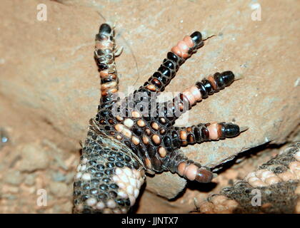 Front claw of a Gila Monster (Heloderma suspectum), a venomous lizard native to the southwestern USA and Northern Mexico. Stock Photo