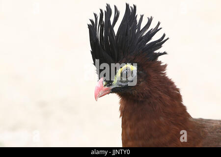 Head of a male South American Nocturnal curassow (Nothocrax urumutum). Stock Photo