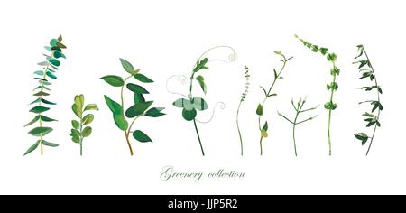 Branch, twig set. Eucalyptus, boxwood, thyme bells of ireland different foliage natural herb leaves elements in watercolor collection. Vector cute dec Stock Vector