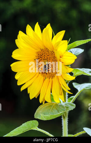 Garden Bumblebee on a sunflower Stock Photo