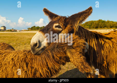 'Woolly' donkeys, a rare type (Baudet du Poitou) once used to carry salt. St Martin de Ré; Ile de Ré; Charente-Maritime; France Stock Photo