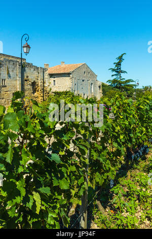 Vineyard & old walls on Chemin de Fossés in this historic town & famous Bordeaux red wine region. Saint Emilion; Gironde; France Stock Photo