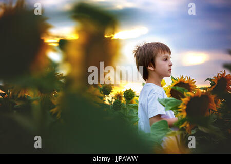 Cute child with sunflower in summer sunflower field on sunset. Kids happiness concept Stock Photo