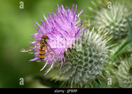 Marmalade hoverfly (Episyrphus balteatus) feeding from the purple flower of a spear thistle (Cirsium vulgare), Berkshire, July Stock Photo