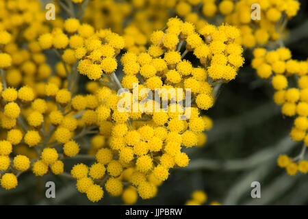 Small individual flowers on the inflorescence of a yellow curry plant, Helichrysum italicum, a strongly pungent garden rockery plant, July Stock Photo