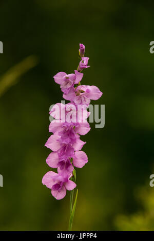 A beautiful pink turkish marsh gladiolus blossoming in a sunny afternoon meadow. Vibrant natural scenery. Stock Photo
