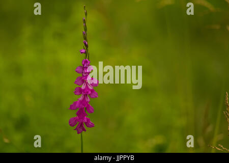 A beautiful pink turkish marsh gladiolus blossoming in a sunny afternoon meadow. Vibrant natural scenery. Stock Photo
