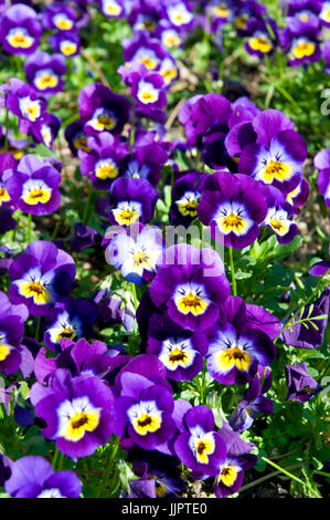 Purple petunia flowers. Stock Photo