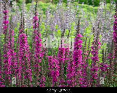 Lythrum virgatum 'Dropmore Purple' and  behind Salvia turkestanica in garden border Stock Photo