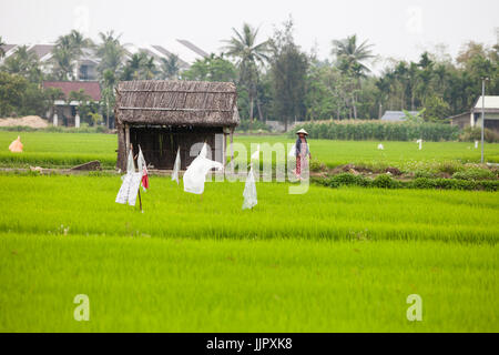 Hoi An, Vietnam - March 14, 2017: vietnamese peasant walking through rice fields Stock Photo