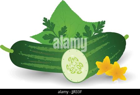 Fresh Cucumber Vegetable With Leaves, Flowers And Parsley Isolated On A White Background. Stock Vector