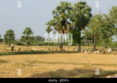 INDIA Tamil Nadu, rice farming, man winnowing rice to separate grain
