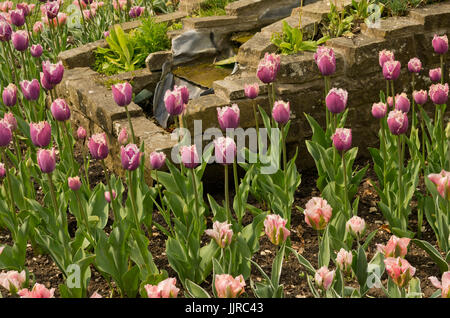 Mixed tulip display Stock Photo