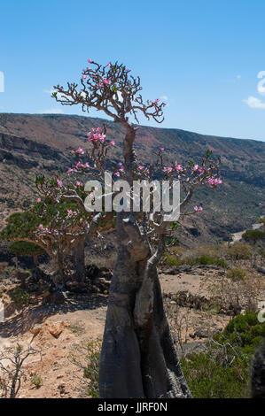 Bottle trees in bloom in the Dragon Blood trees forest of Dirhur, protected area of Dixam Plateau on the island of Socotra, Unesco world heritage site Stock Photo