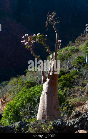 Bottle trees in bloom in the Dragon Blood trees forest of Dirhur, protected area of Dixam Plateau on the island of Socotra, Unesco world heritage site Stock Photo