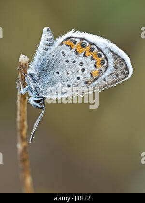 Close Up Of A Silver Studded Blue Butterfly With Open Wings Resting On 