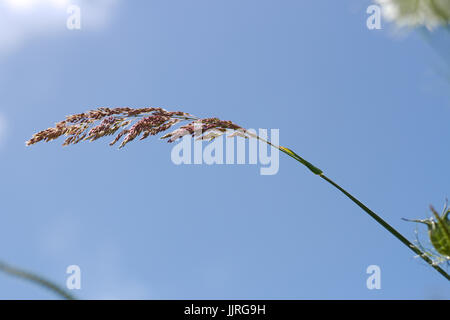 Wild grass seed head in an English meadow against a blue sky. Stock Photo