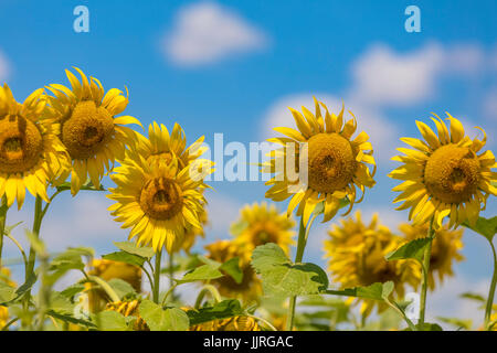 Field of blooming sunflowers on a blue sky with clouds. Background colorful sunflowers at bright summer Stock Photo
