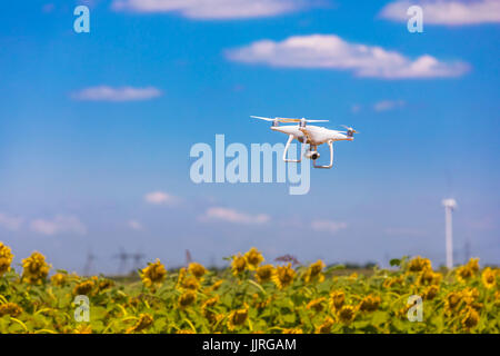 Drone hovering over sunflower field  in clear blue sky partly clouded Stock Photo