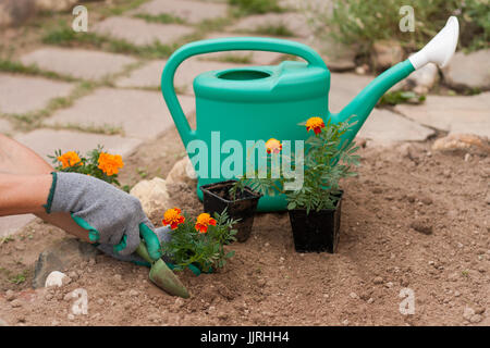 Female Florist Planting Marigold Flowers From A Garden Tools In Her Hand In Garden In Spring Season. Planting Flowers. Stock Photo