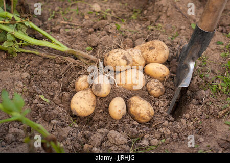 Harvesting Potatoes. Fresh Potatoes Dig From Ground With Spade. Potato. Stock Photo