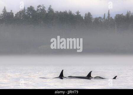 Family of Northern Resident orca killer whales surfacing in the mist near Telegraph Cove in British Columbia Stock Photo