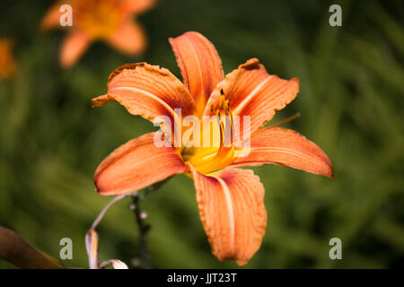 Tulipan from Pamir Stock Photo