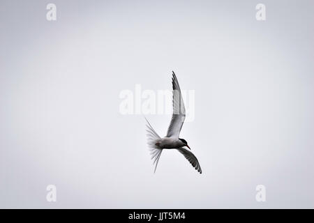 Common Tern in flight Stock Photo