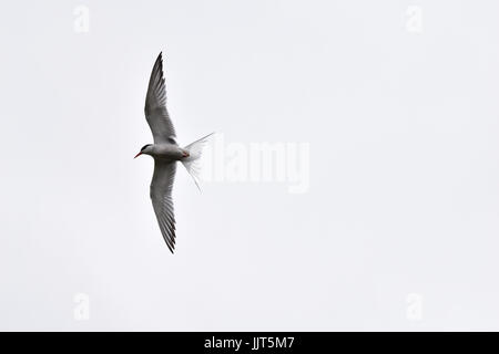 Common Tern in flight Stock Photo