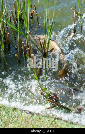 Common Carp Cyprinus carpio spawning in the reeds at the edge of a pond Stock Photo