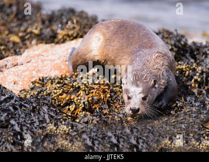 An Otter (Lutra lutra) slips into the sea off Shetland, UK Stock Photo