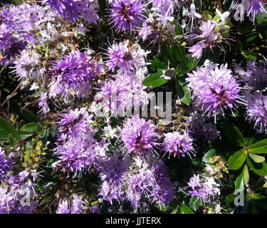 Purple Flower Clusters Stock Photo